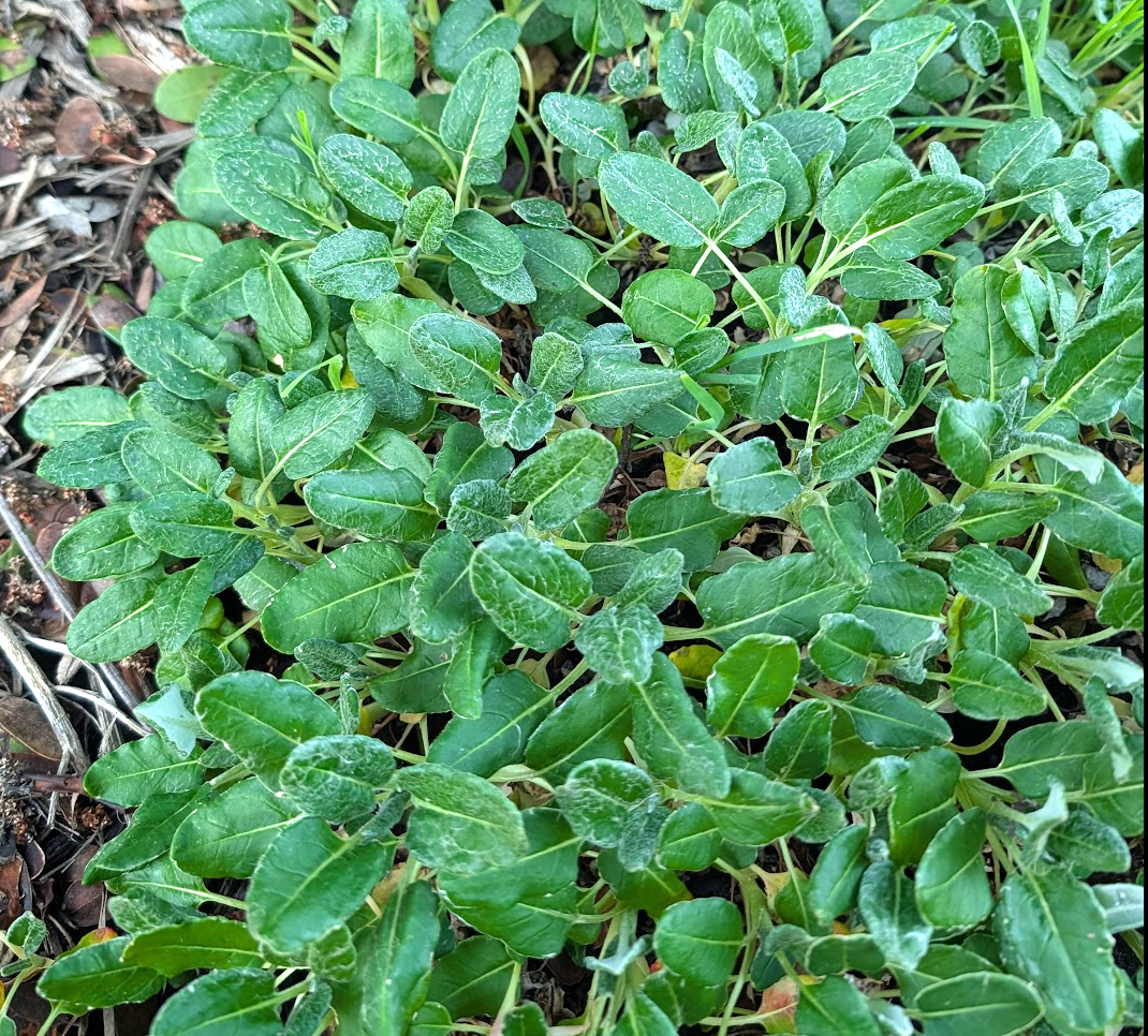 Eriogonum latifolium