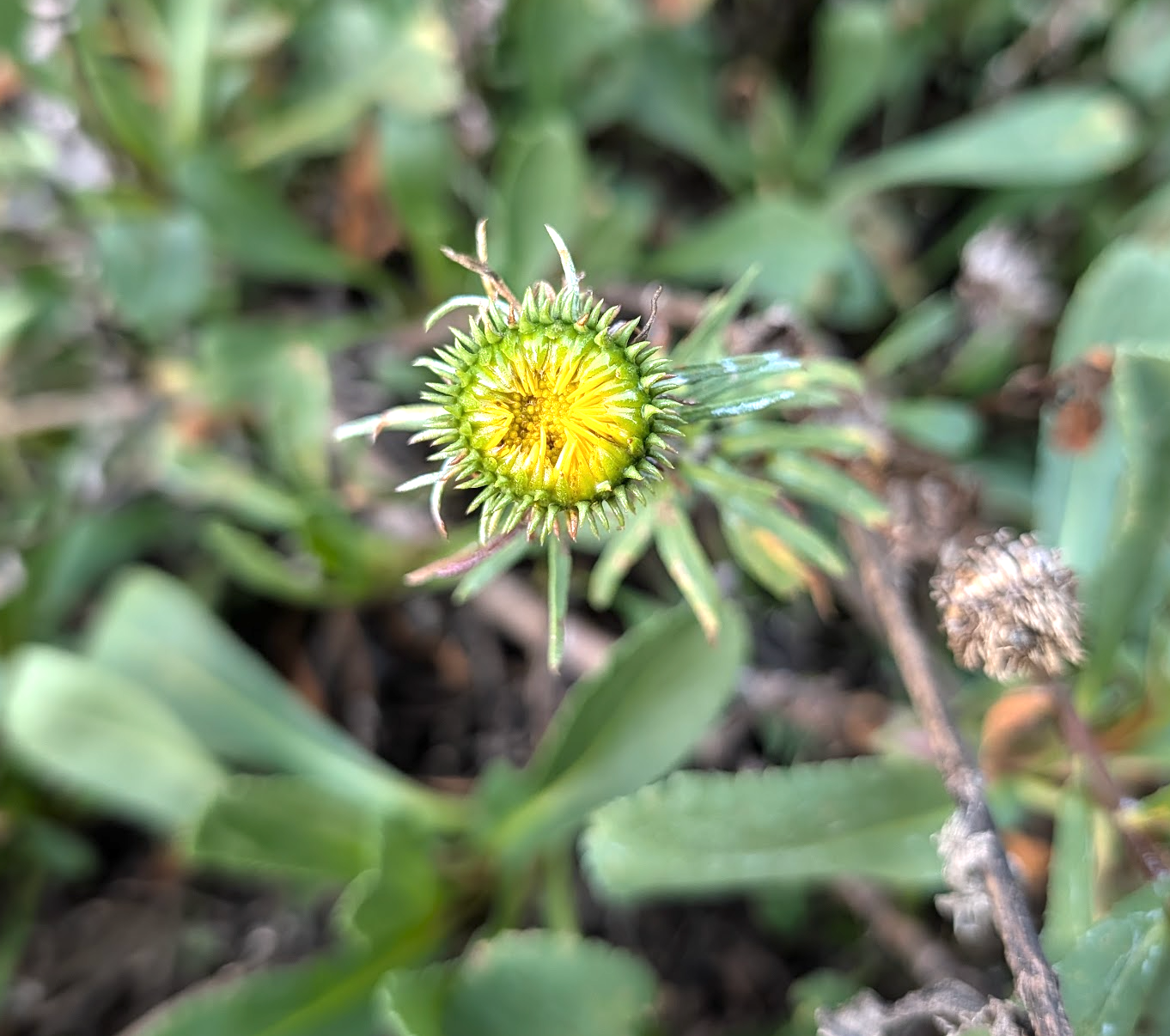 Grindelia hirsutula