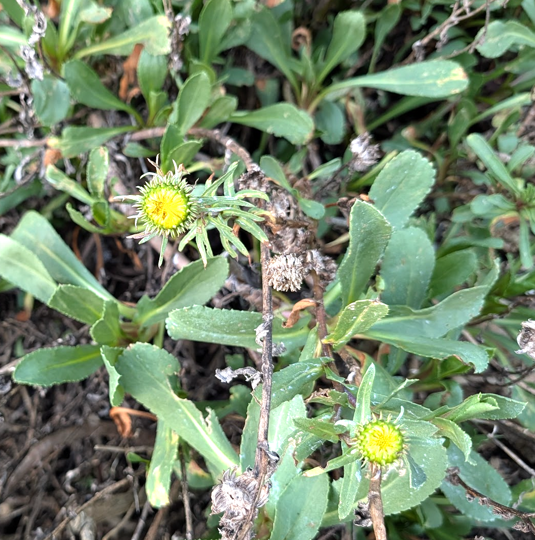Grindelia hirsutula