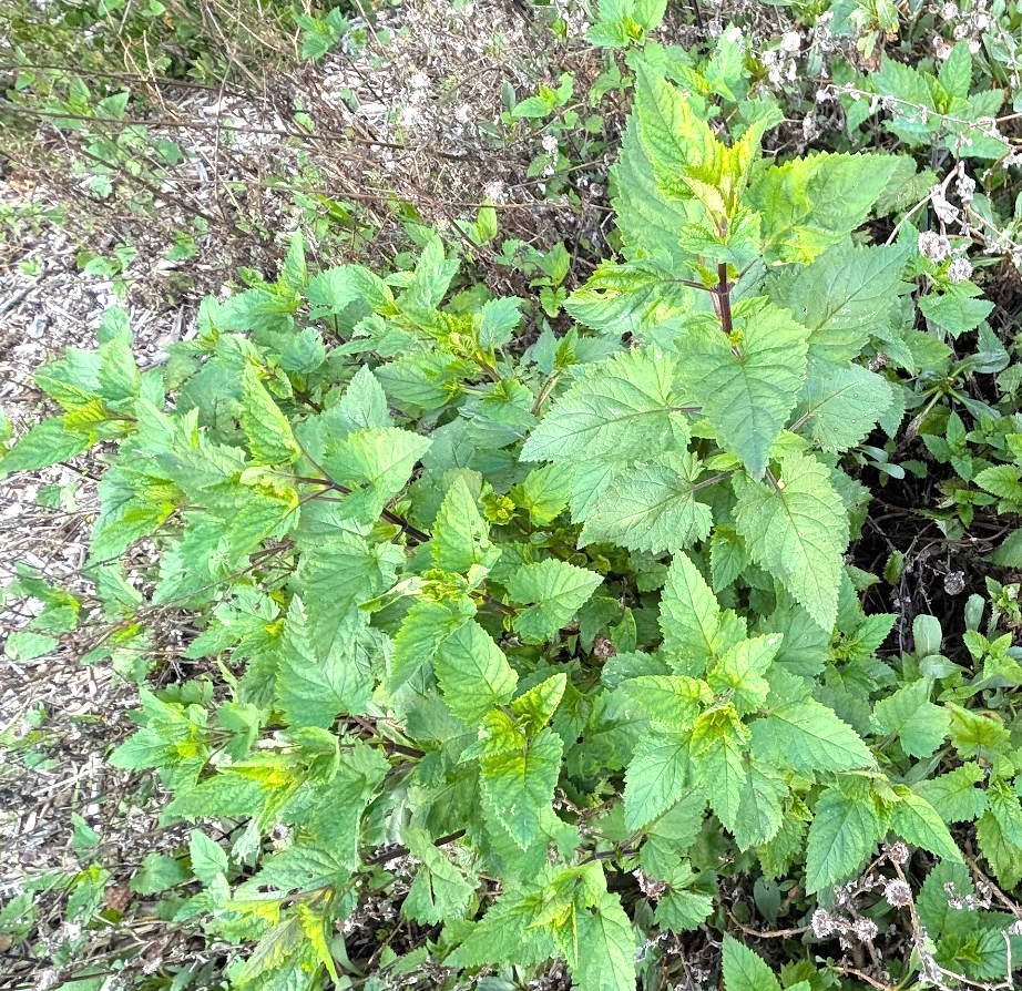Scrophularia californica