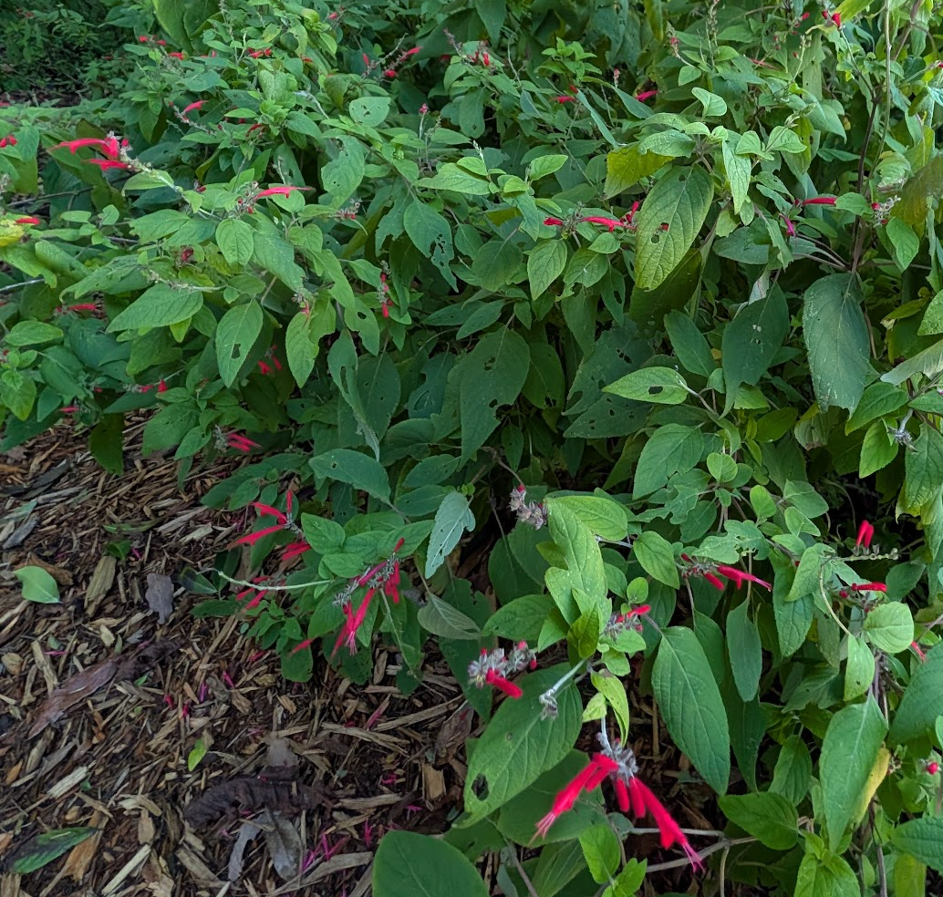 Salvia elegans