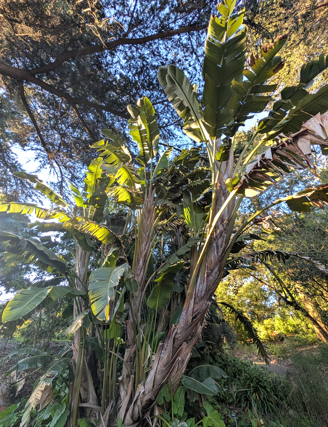 Strelitzia nicolai