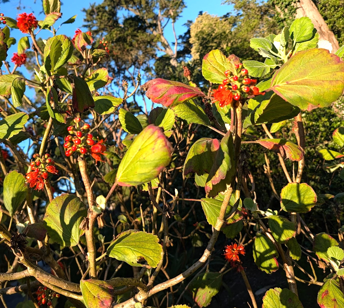 Greyia sutherlandii