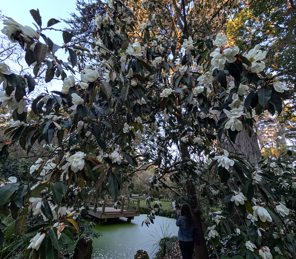 Magnolia (Michelia) doltsopa 'Silver Cloud'