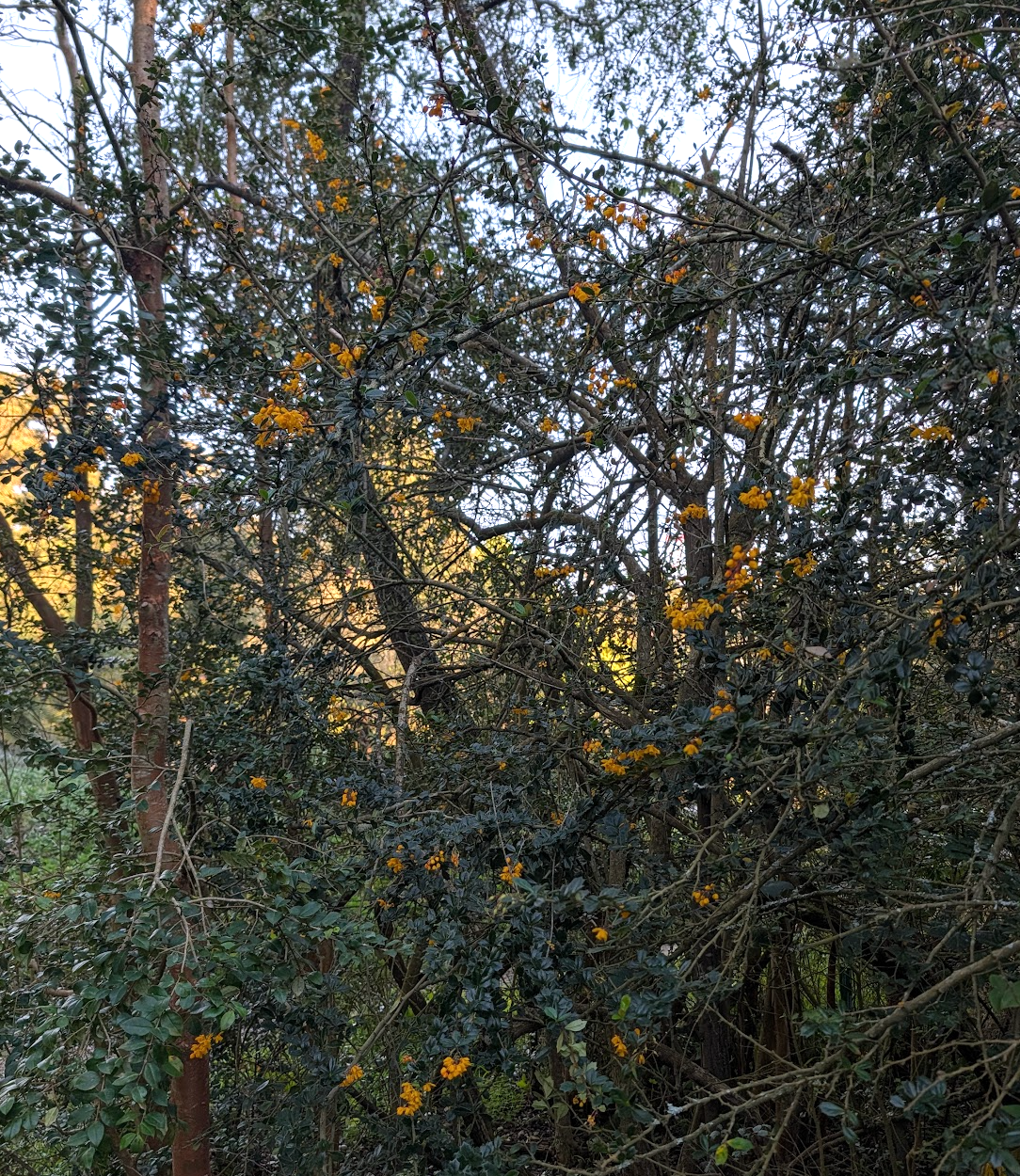 Berberis darwinii
