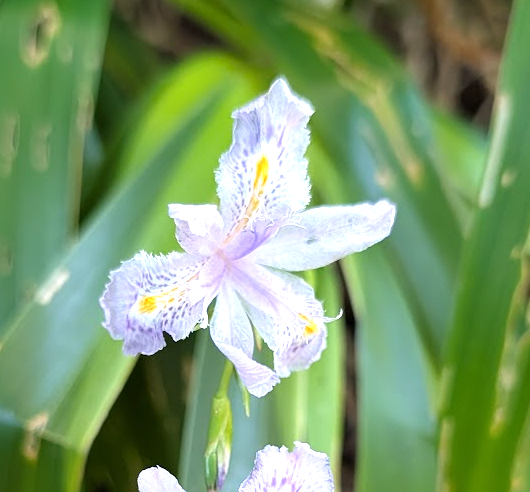Iris confusa