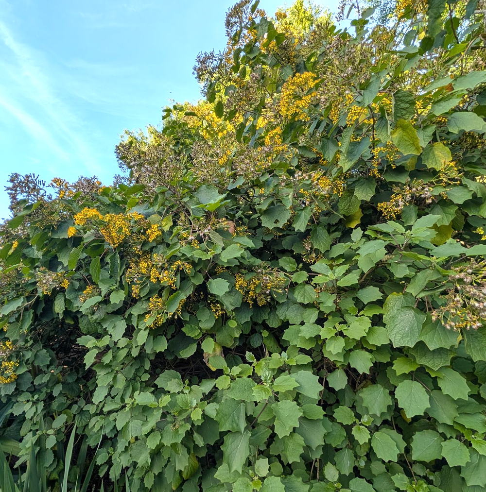 Roldana (Senecio) aschenborniana
