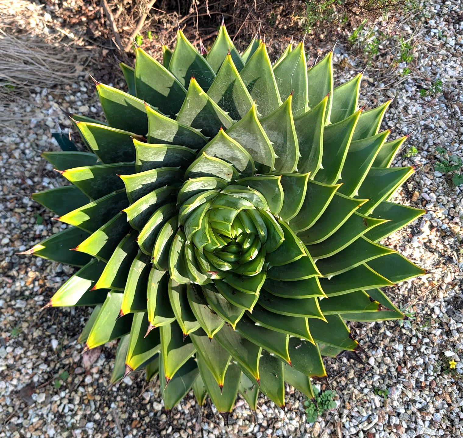Aloe polyphylla 'Swirl'