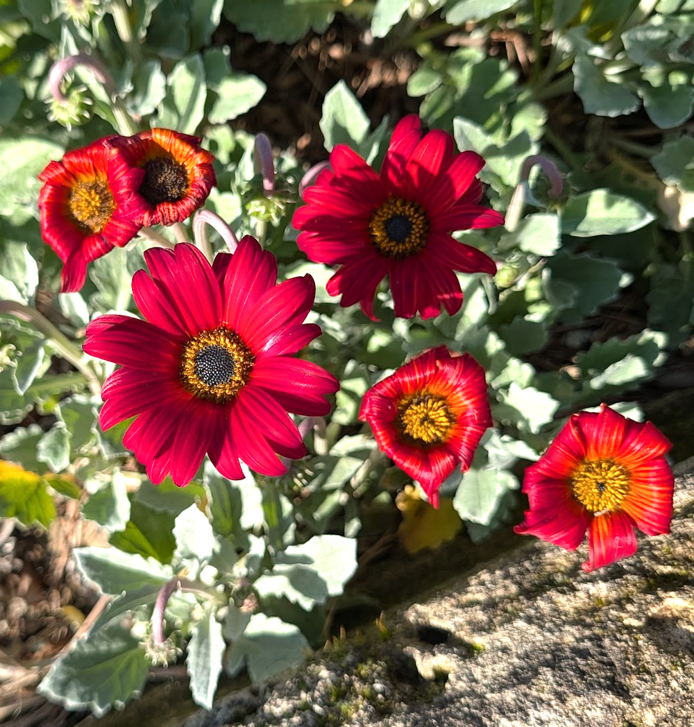Arctotis x hybrida 'Majec Scarlet'