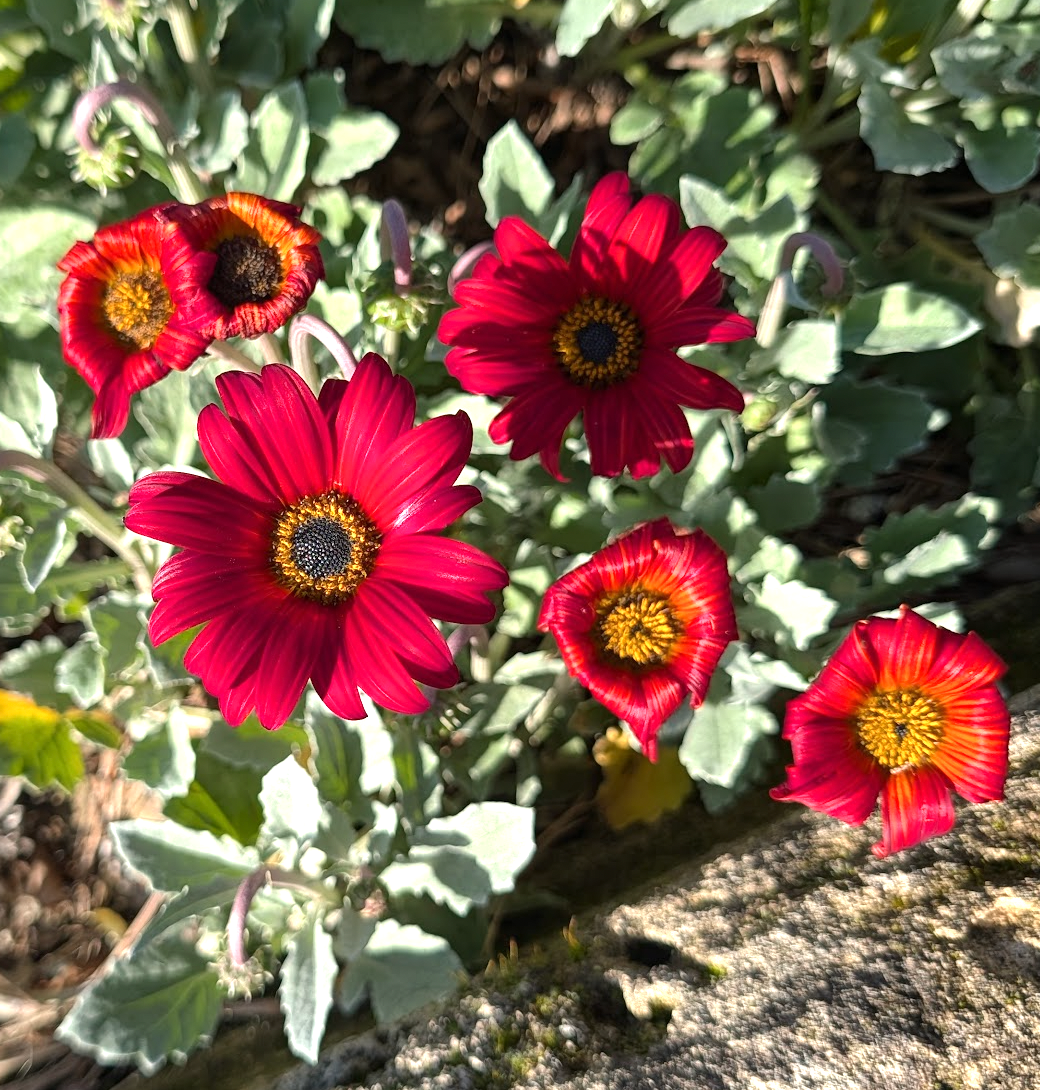 Arctotis x hybrida 'Majec Scarlet'