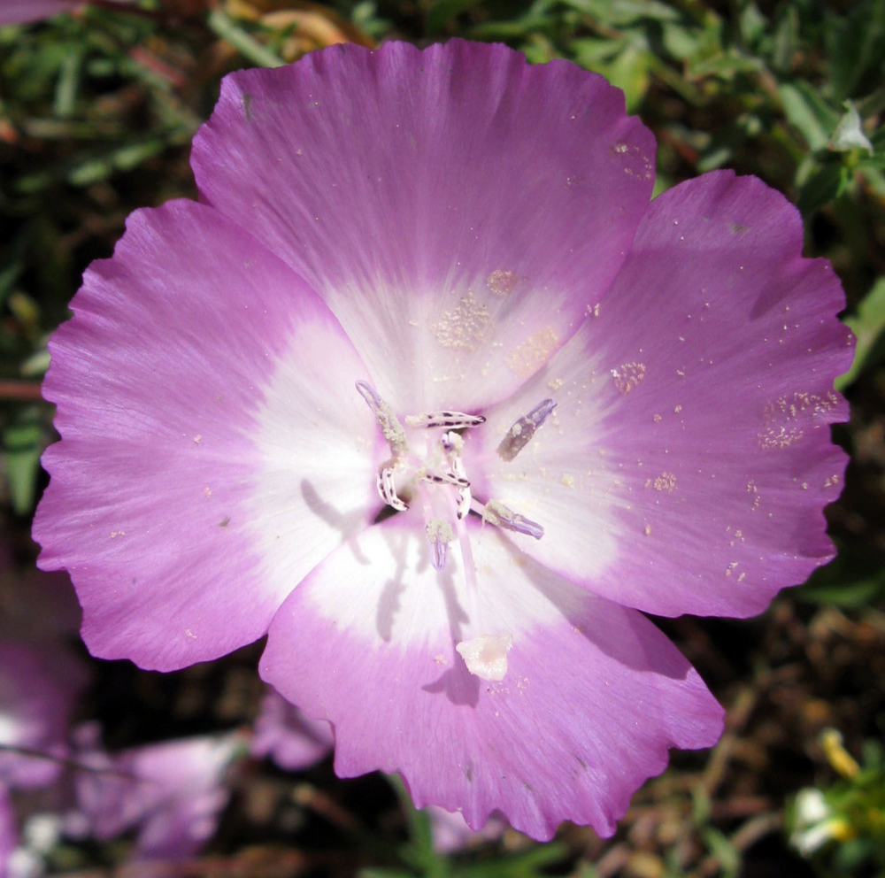 Clarkia bottae