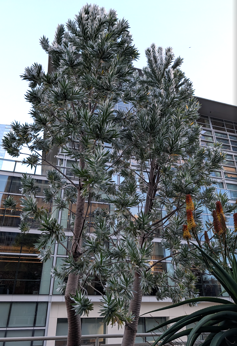 Leucadendron argenteum