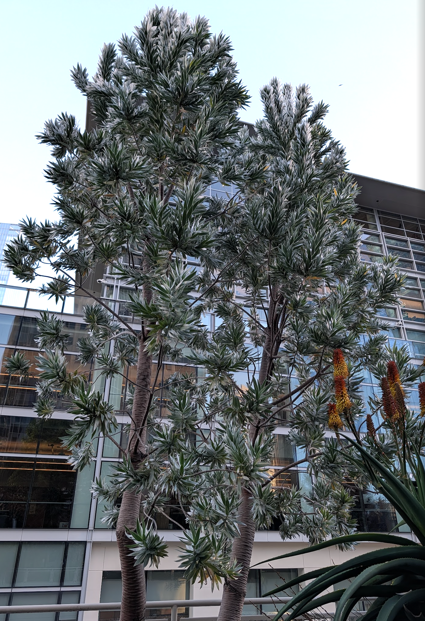 Leucadendron argenteum