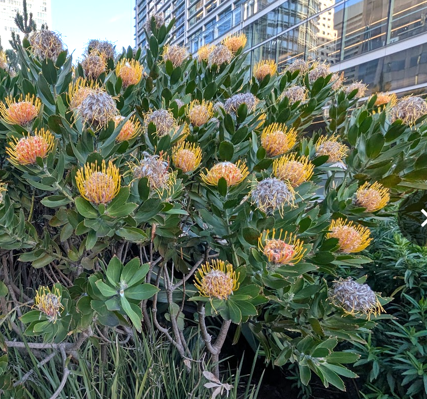 Leucospermum 'Veldfire'