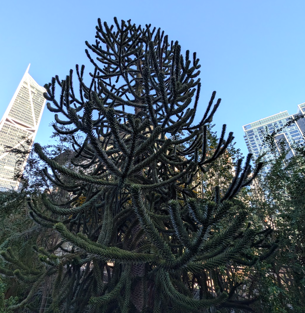 Araucaria araucana