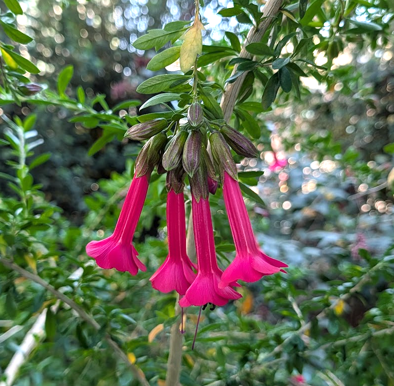 Cantua buxifolia
