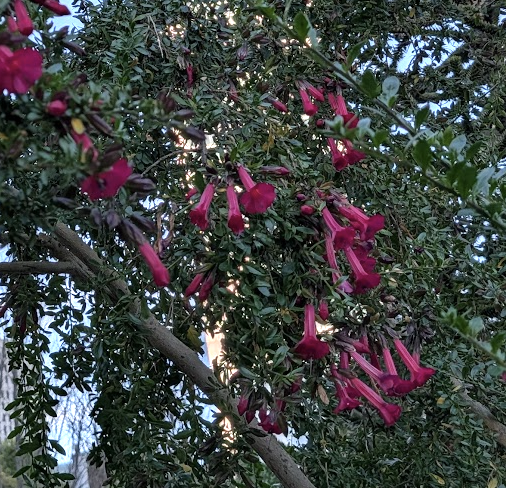 Cantua buxifolia