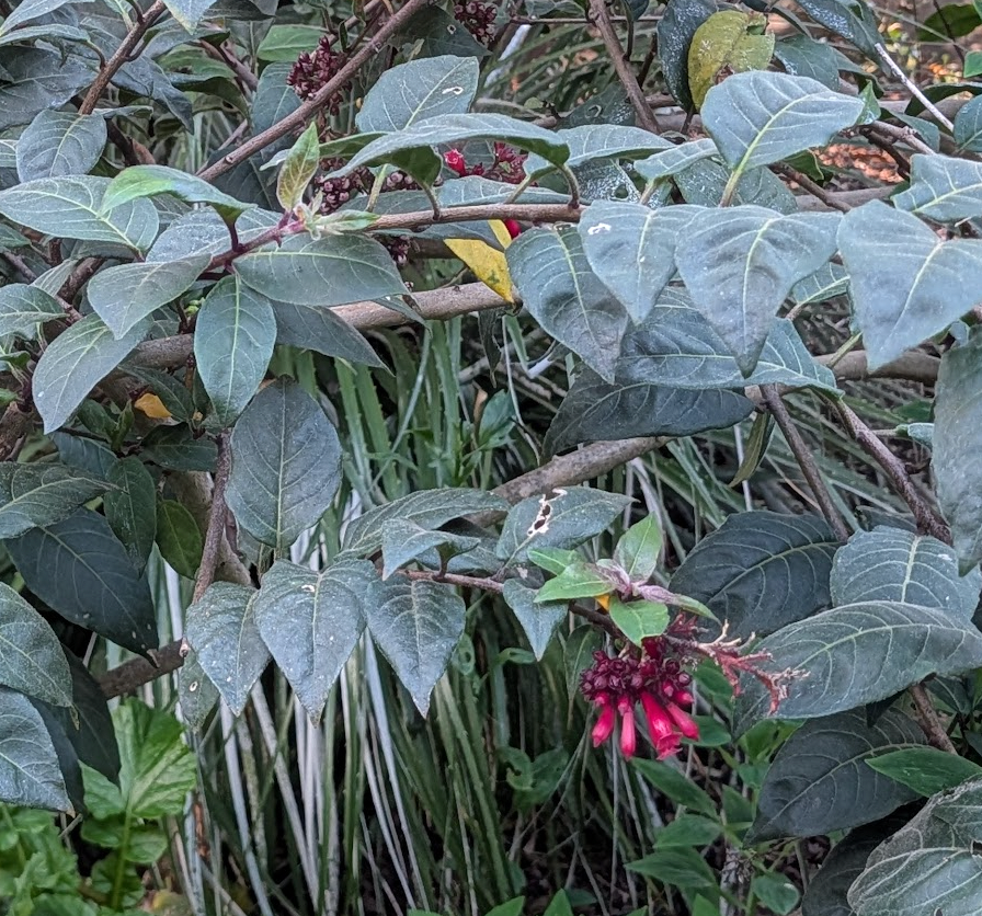 Cestrum newelii