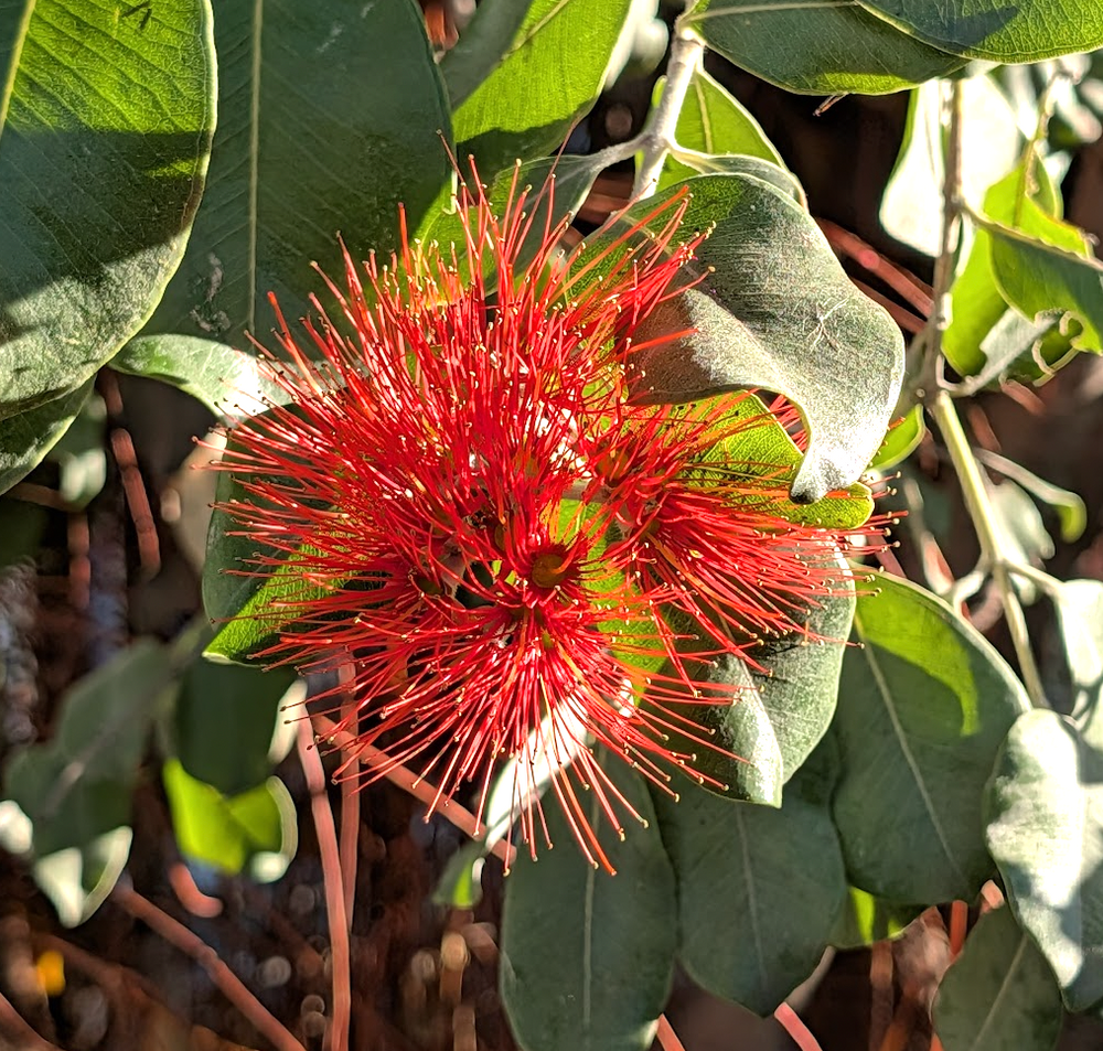 Metrosideros collina 'Springfire'