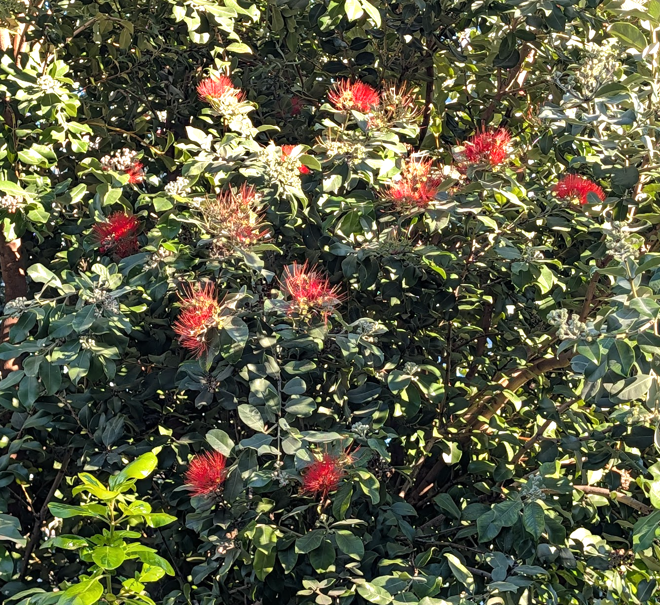 Metrosideros collina 'Springfire'