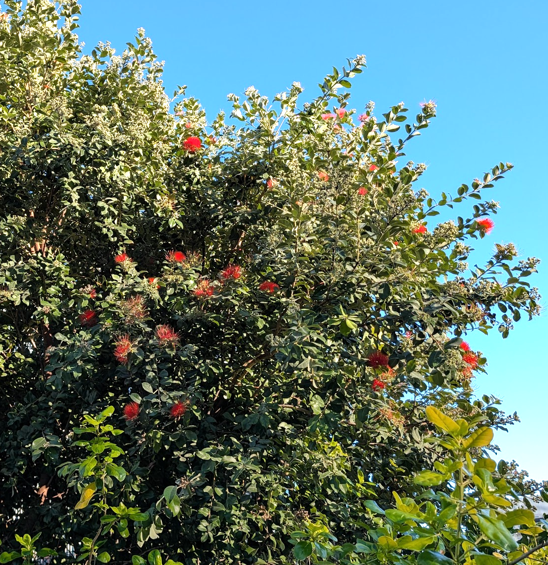 Metrosideros collina 'Springfire'