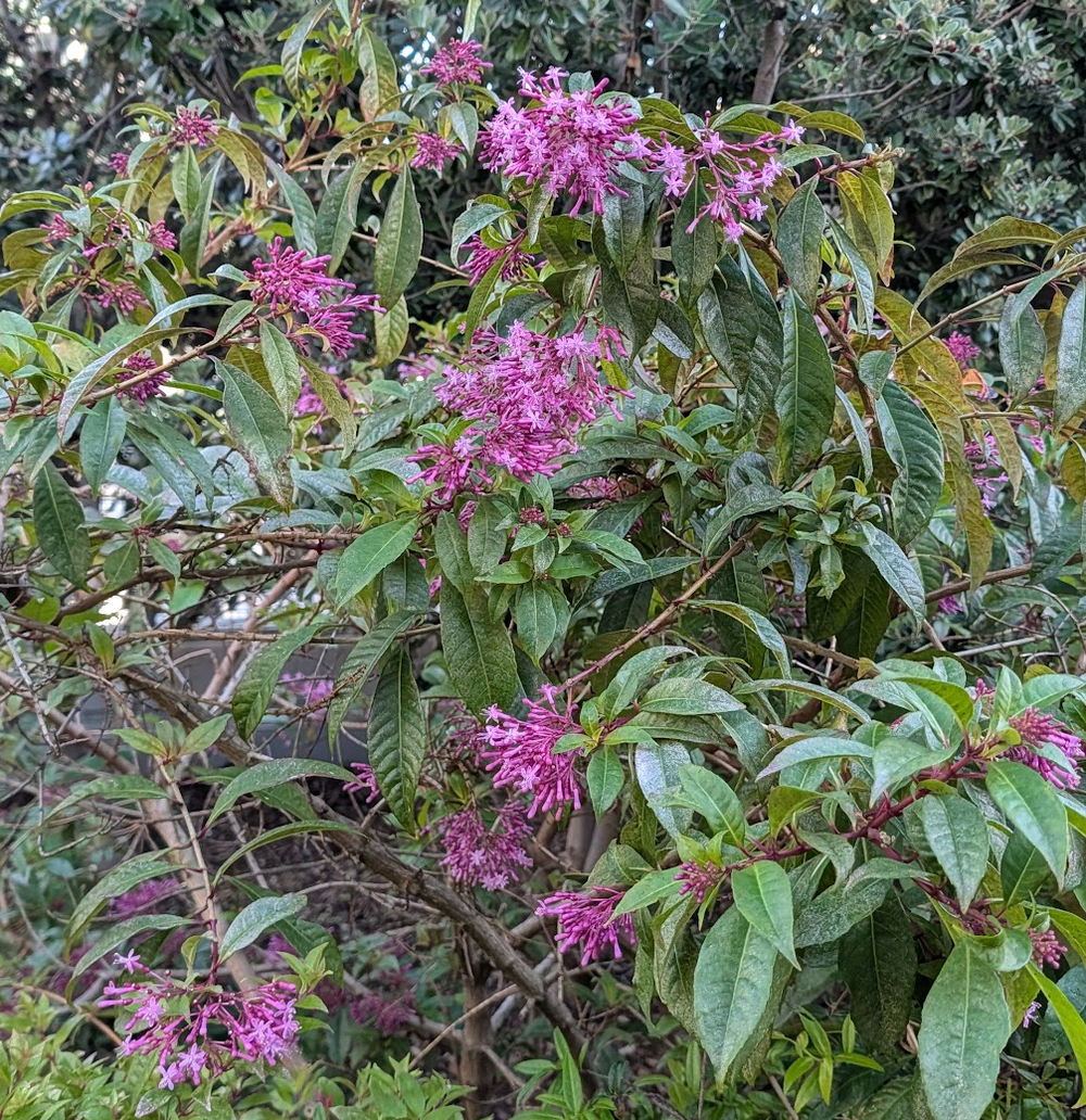 Fuchsia arborescens