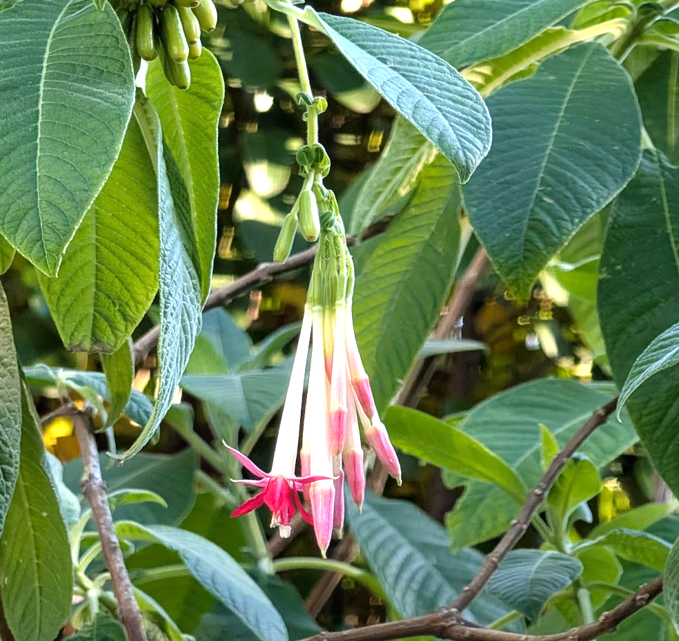 Fuchsia boliviana 'Alba'