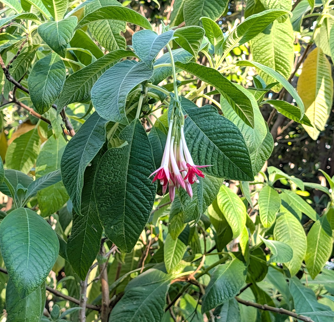 Fuchsia boliviana 'Alba'