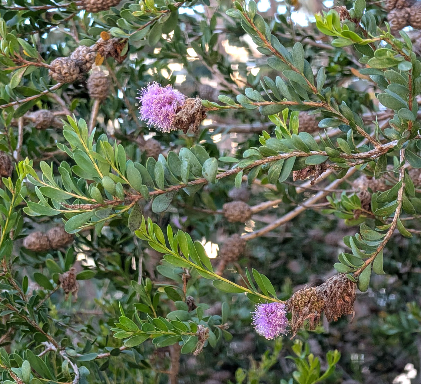 Melaleuca nesophila