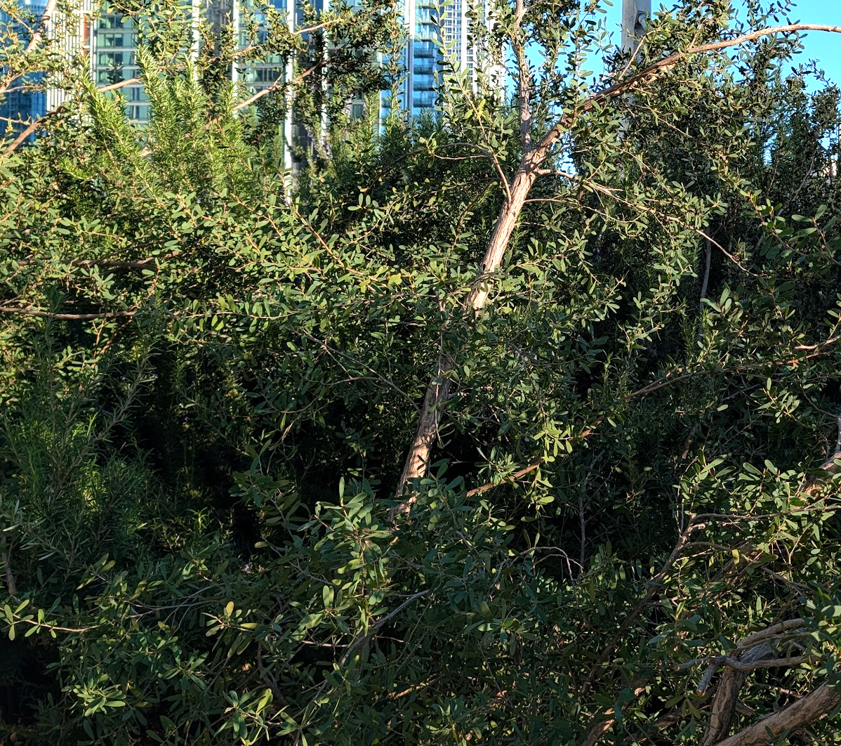 Melaleuca nesophila