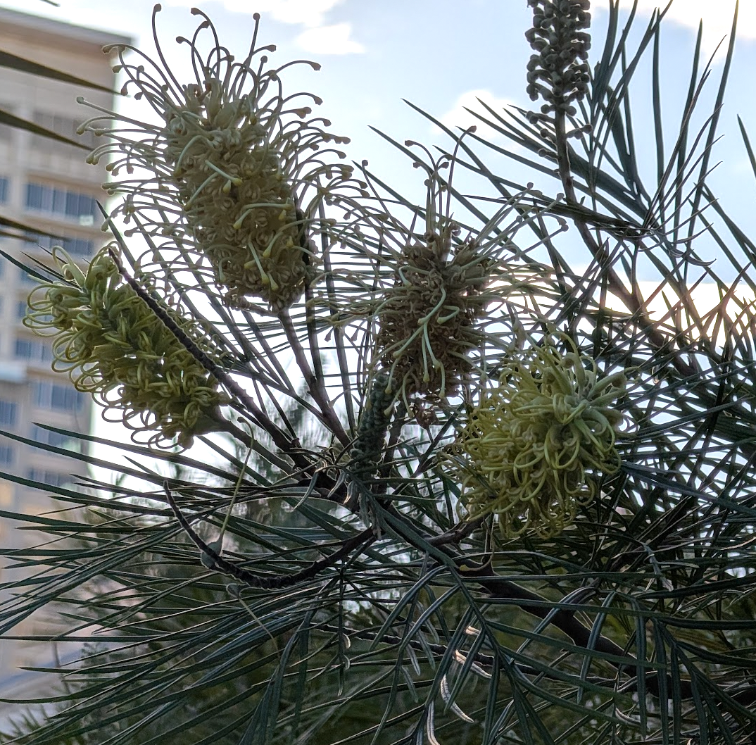 Grevillea 'Moonlight'