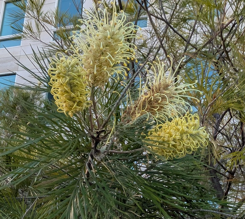 Grevillea 'Moonlight'