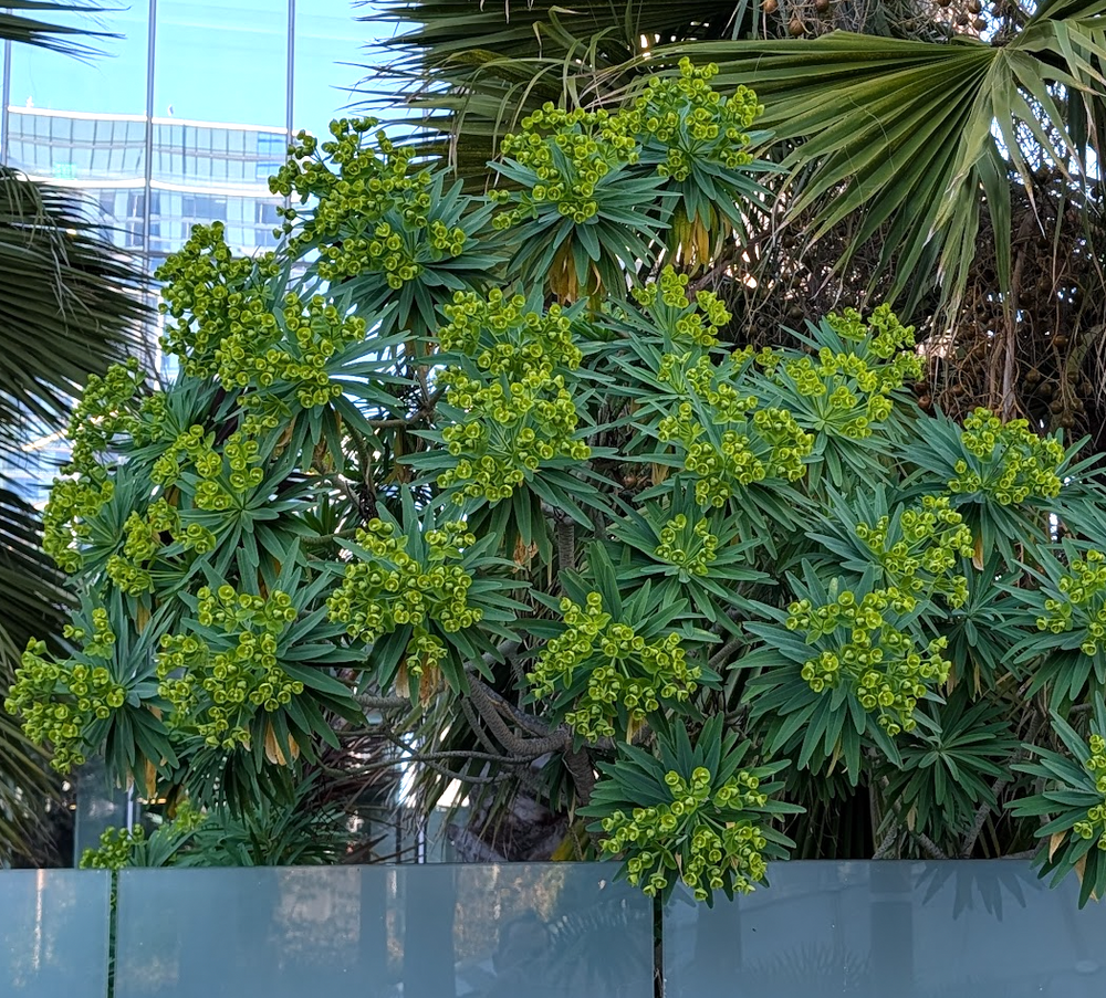 Euphorbia lambii