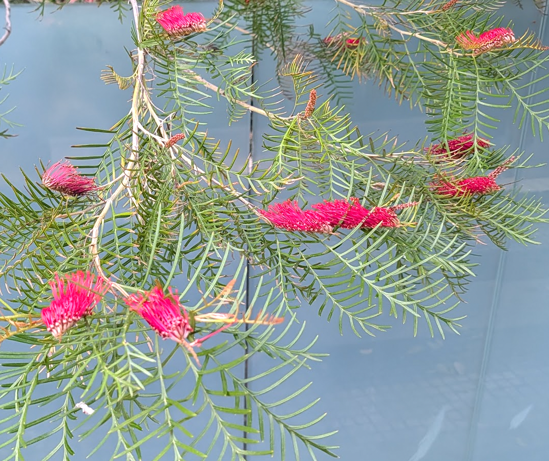 Grevillea 'Red Hooks'