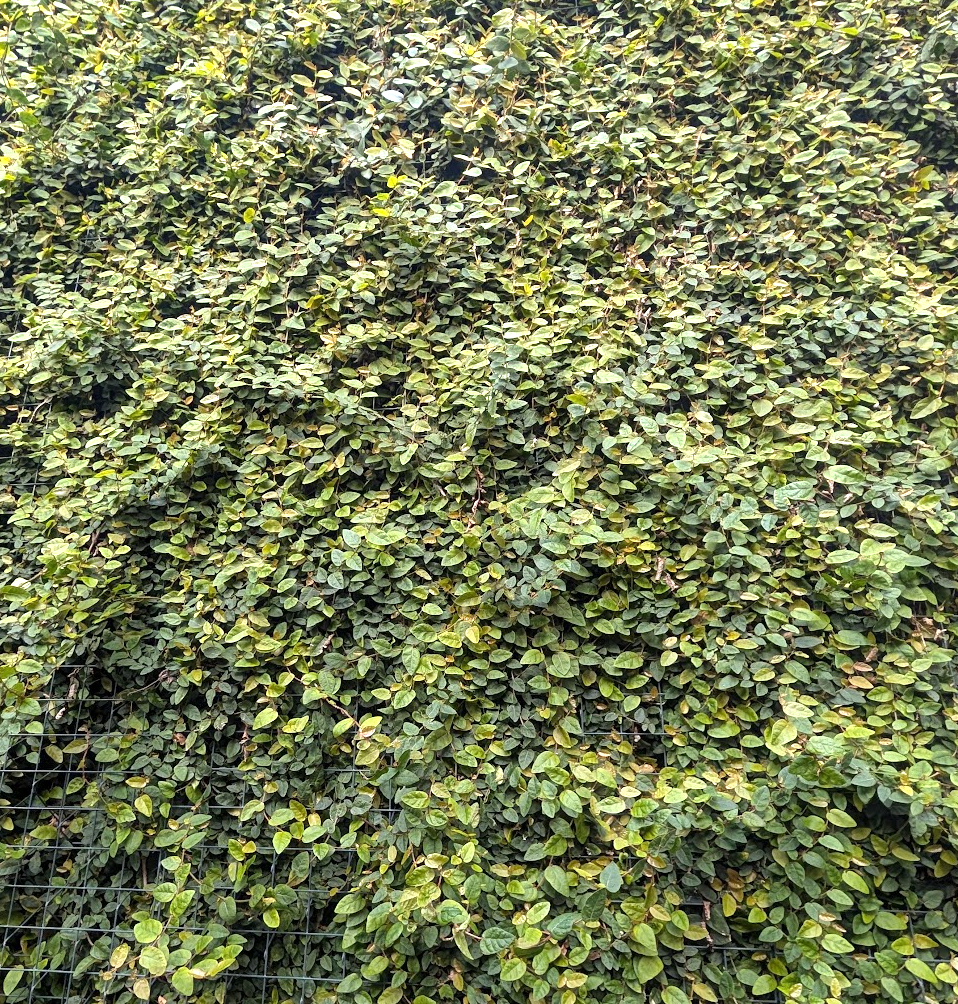 Ficus pumila (Ficus repens)