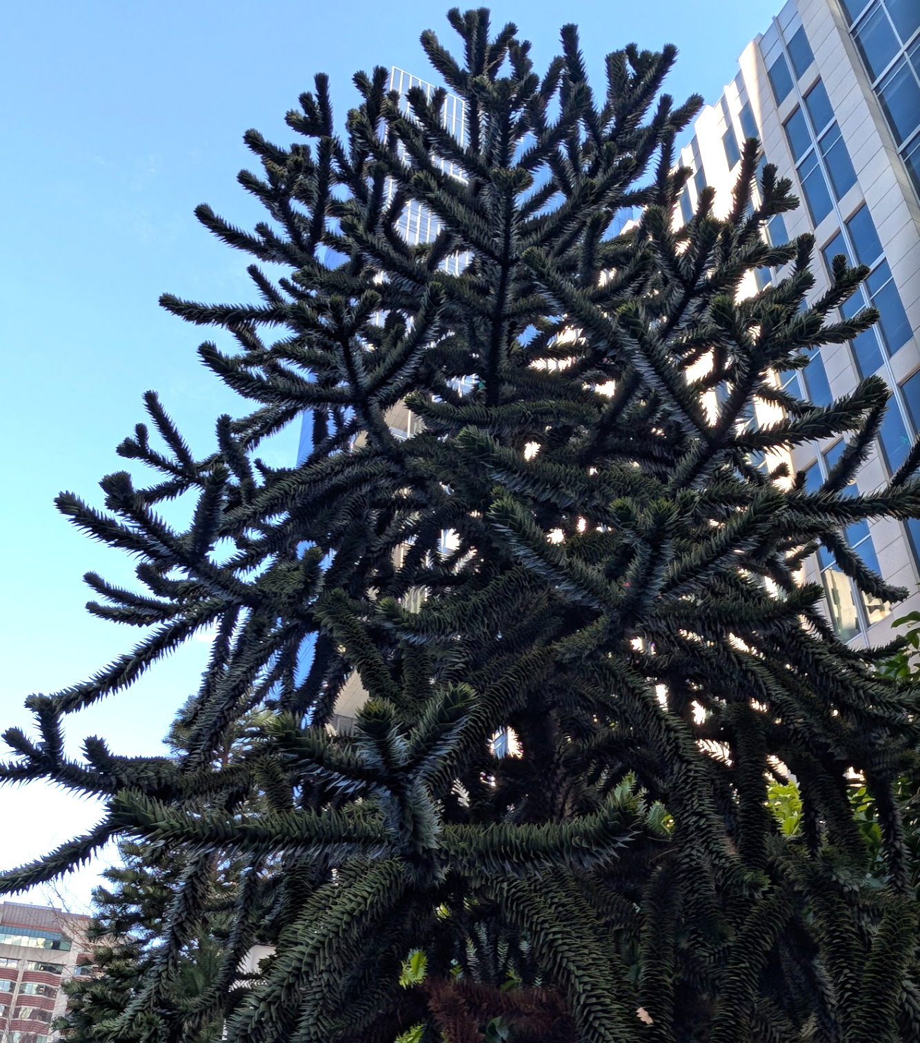 Araucaria araucana