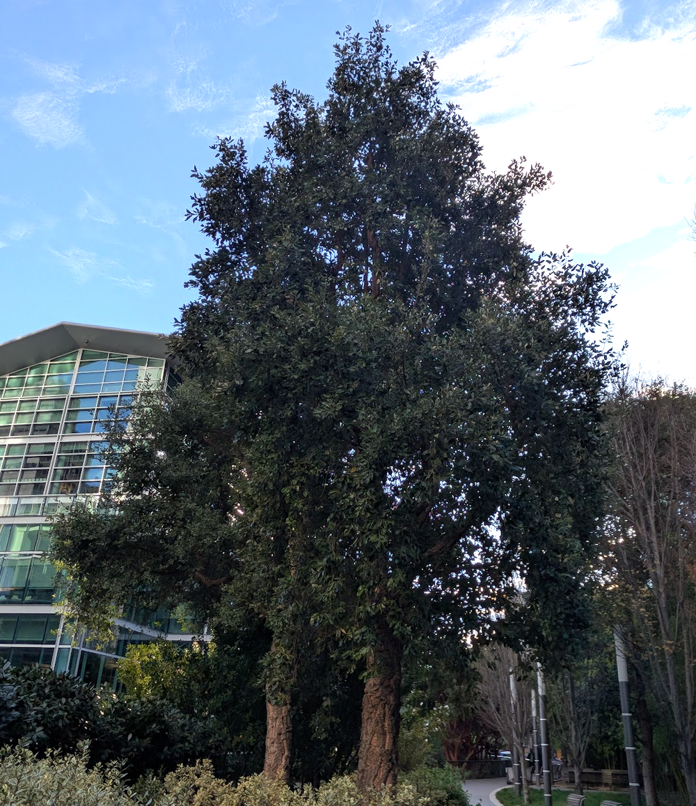 Quercus suber