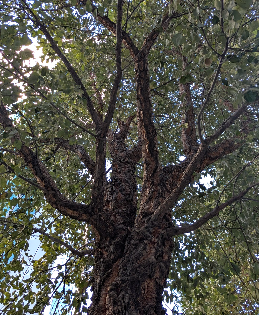 Quercus suber