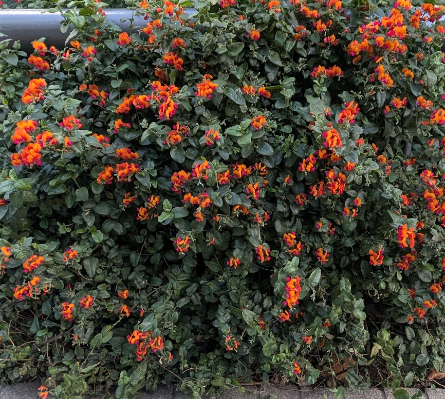 Chorizema 'Bush Flame'