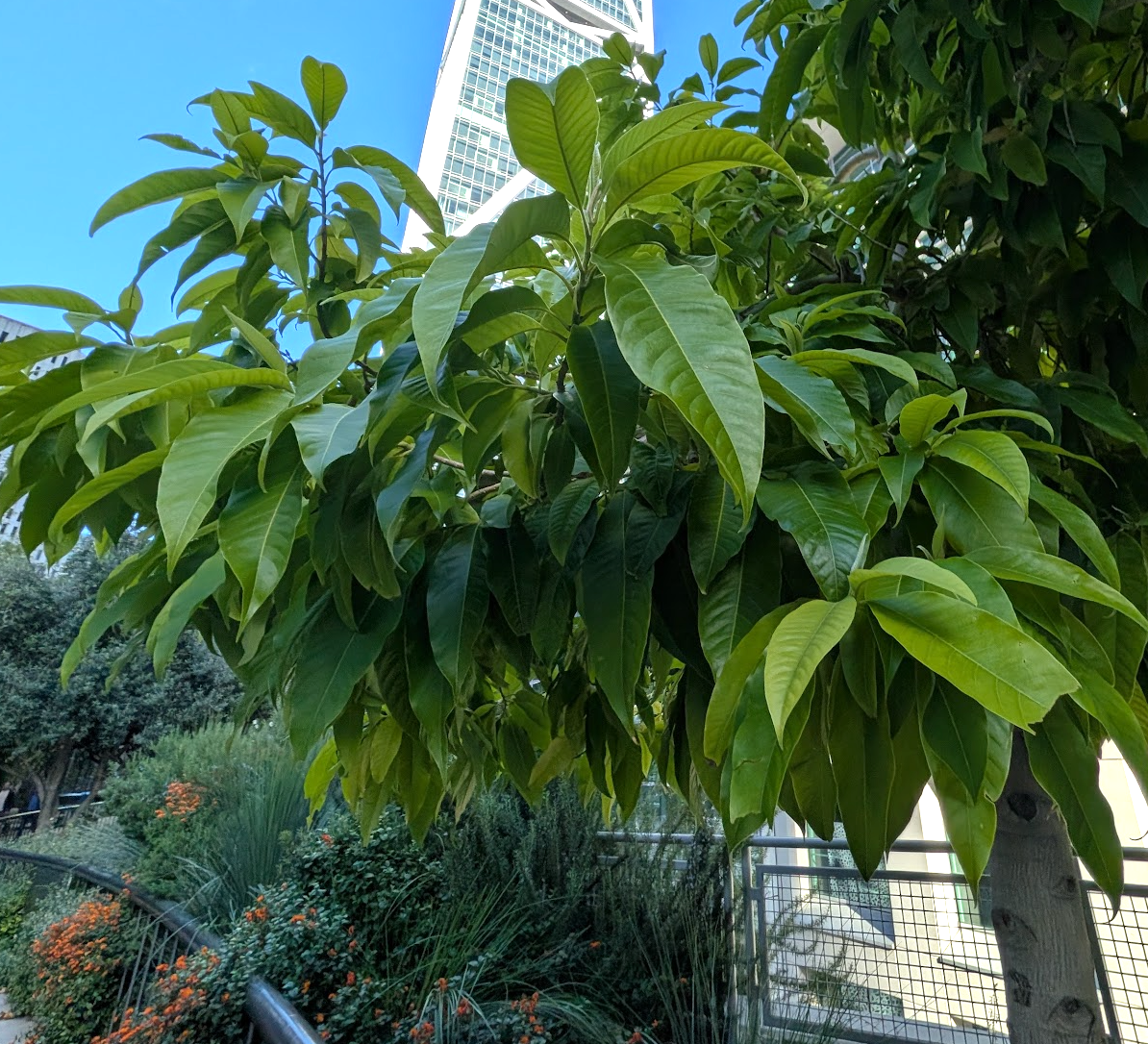 Michelia champaca 'Alba'