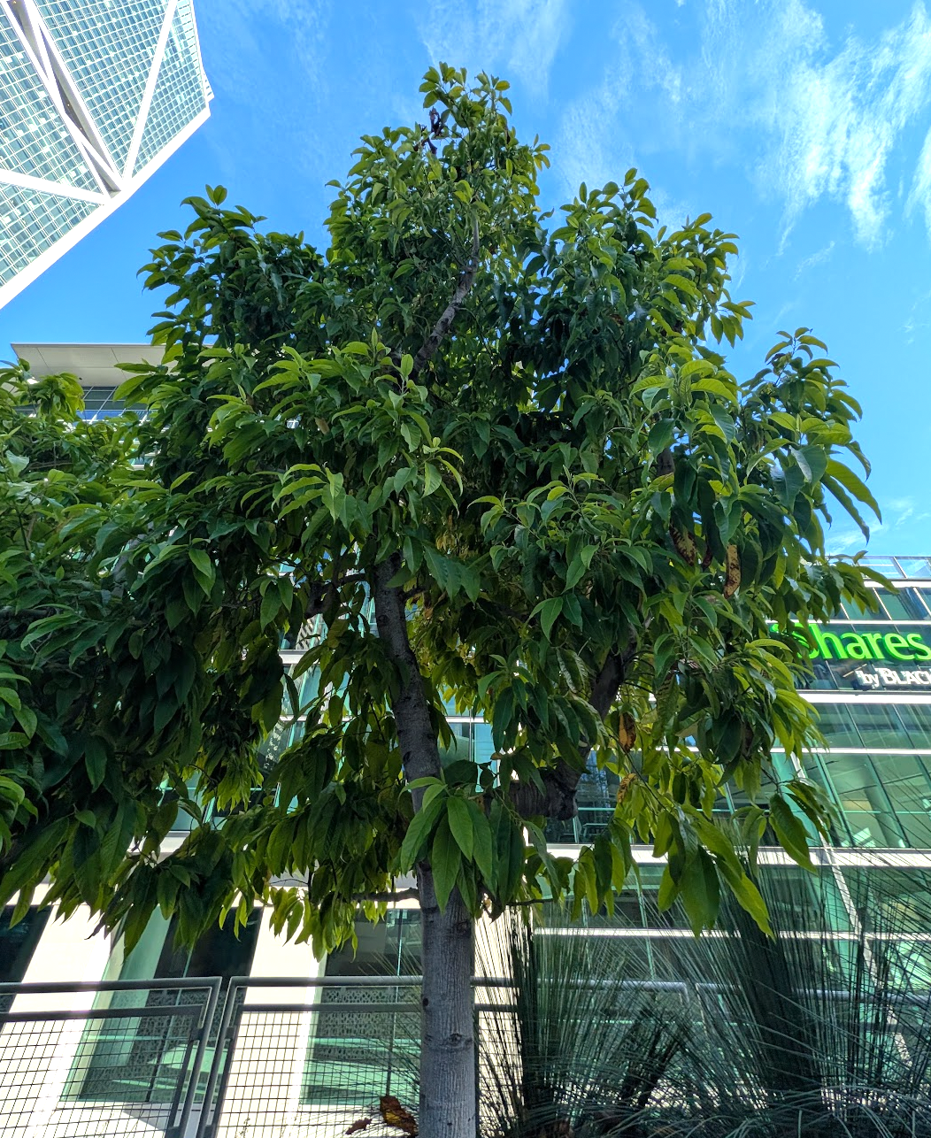 Michelia champaca 'Alba'