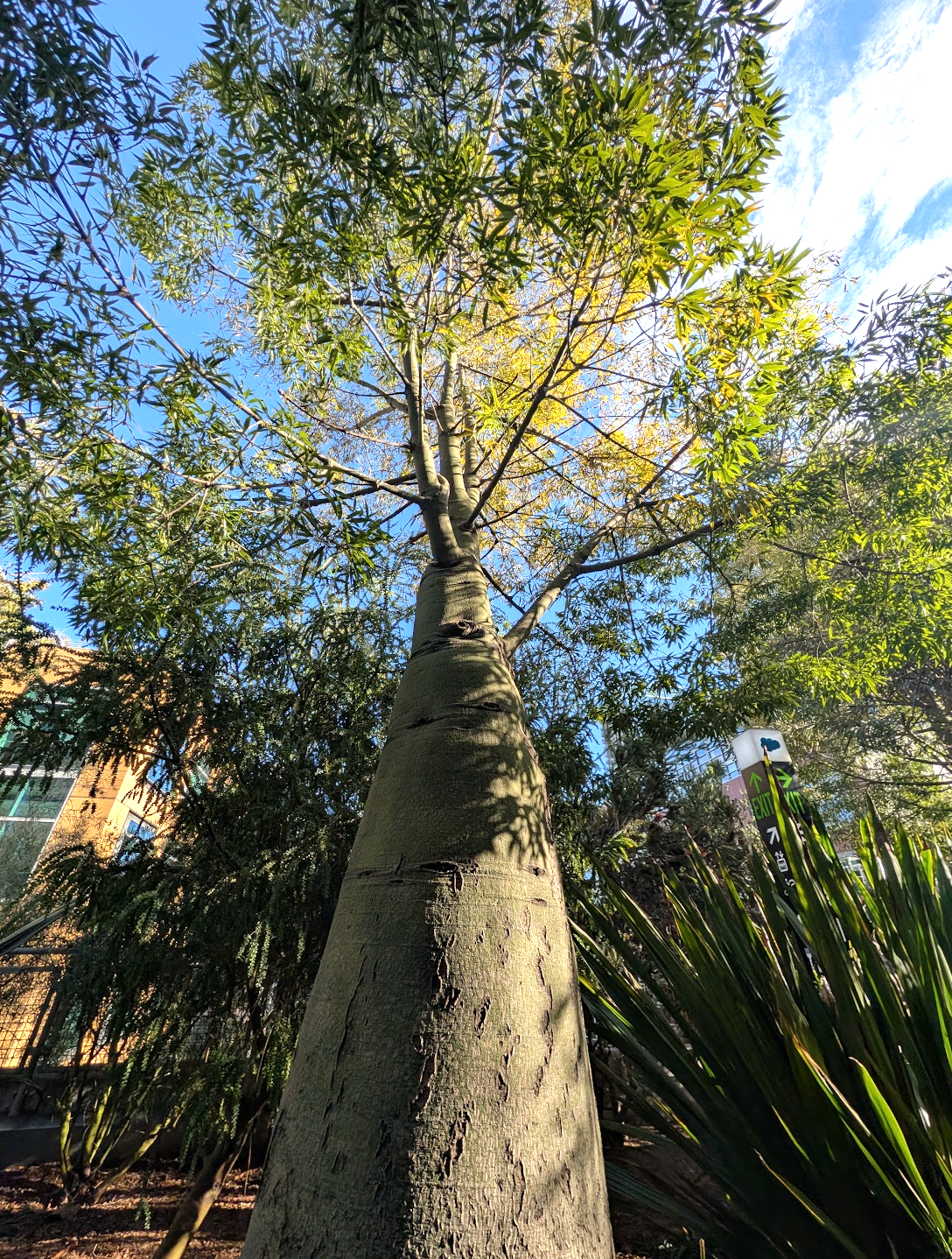 Brachychiton rupestris