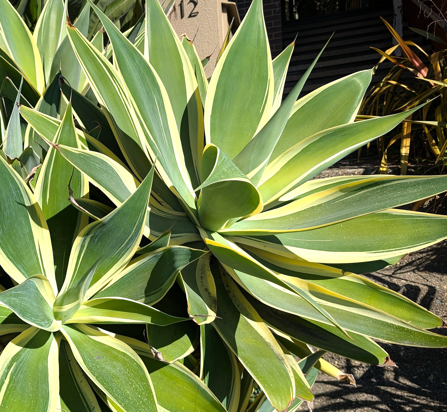 Agave attenuata 'Ray of Light'