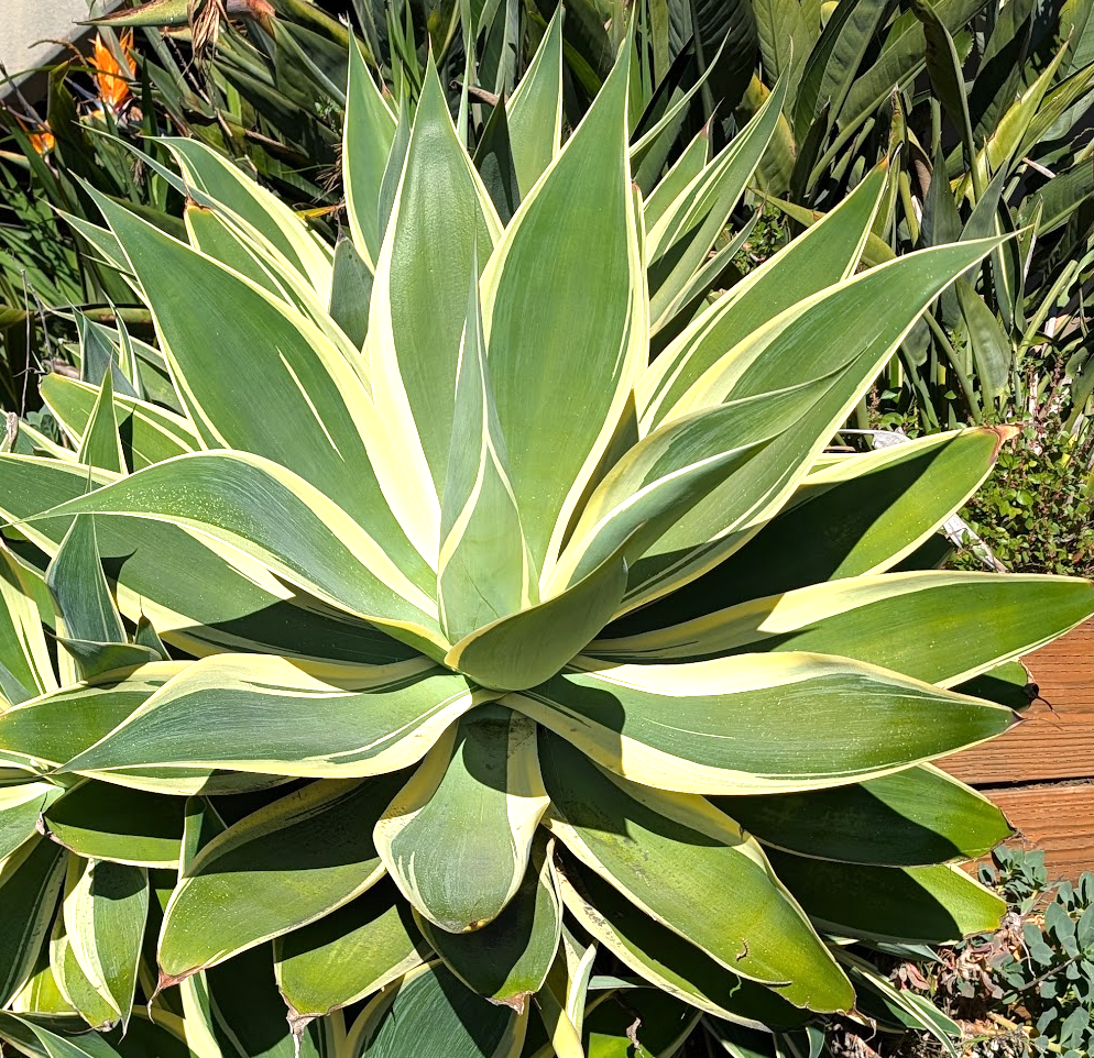 Agave attenuata 'Ray of Light'