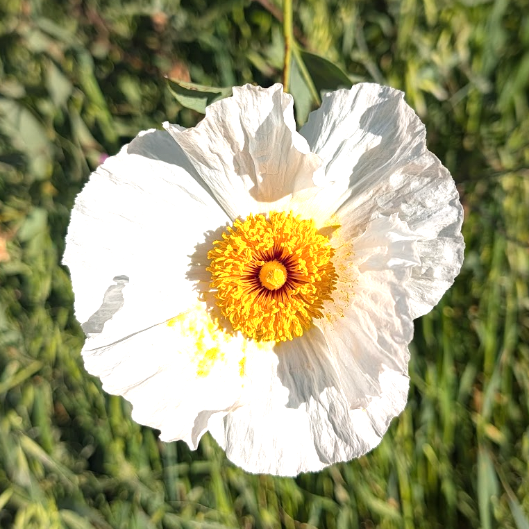 Romneya coulteri