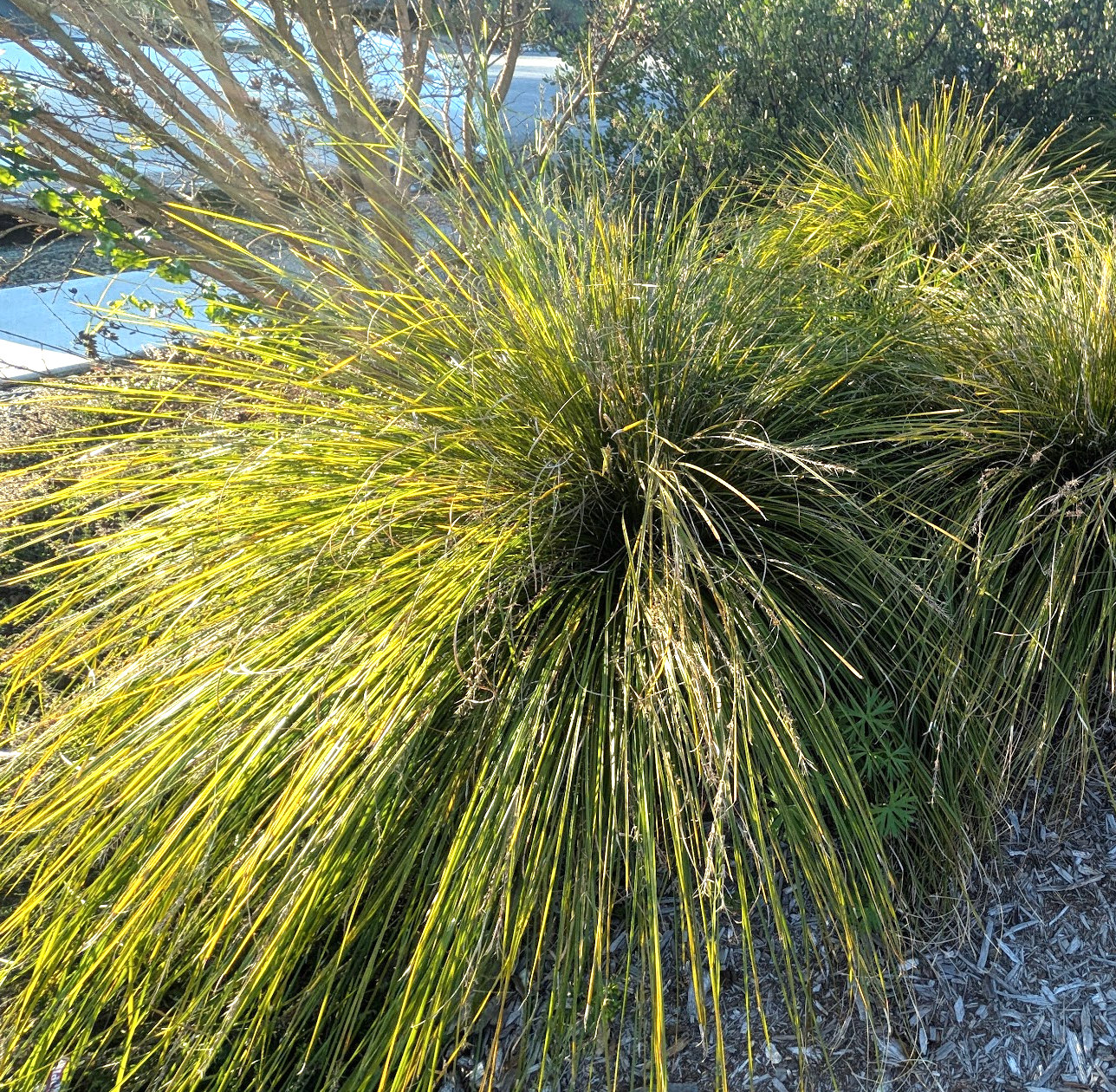 Lomandra longifolia 'Breeze'