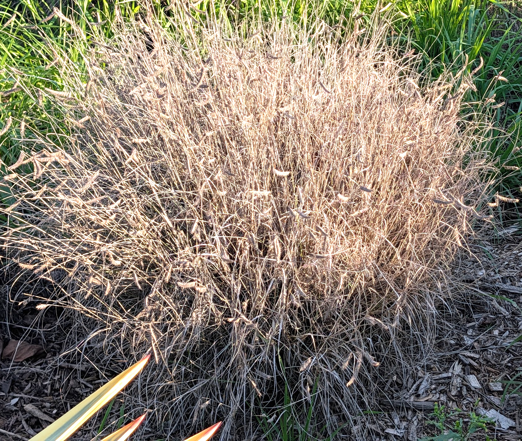 Bouteloua gracilis 'Blonde Ambition'