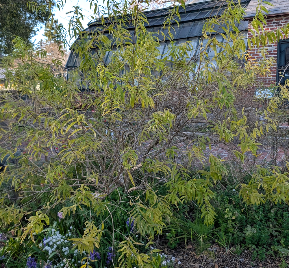 Aloysia triphylla (Lippia citriodora)