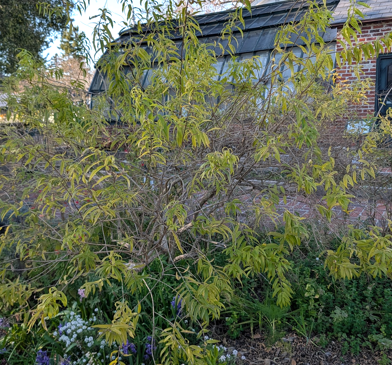 Aloysia triphylla (Lippia citriodora)