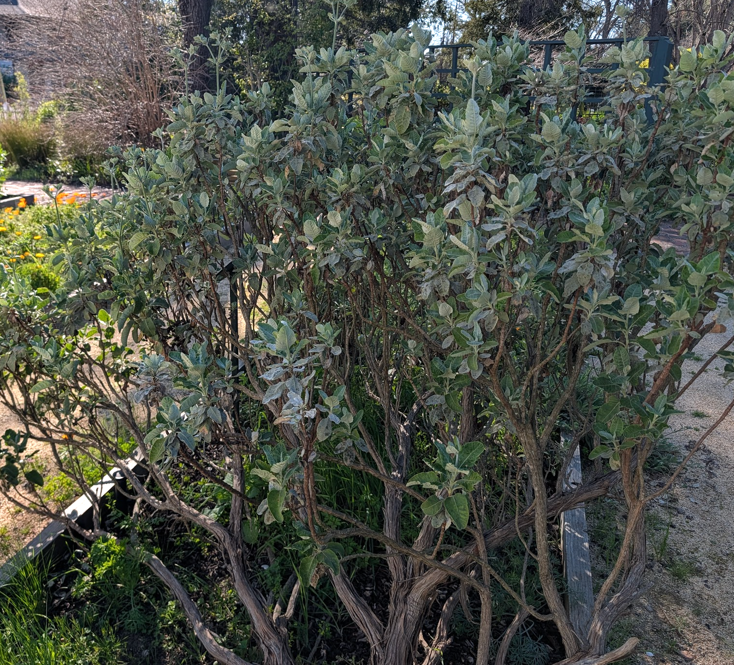 Eriogonum giganteum